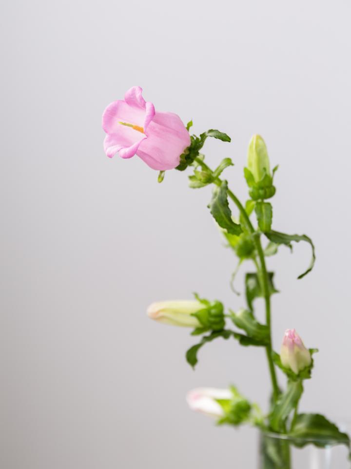 Campanula