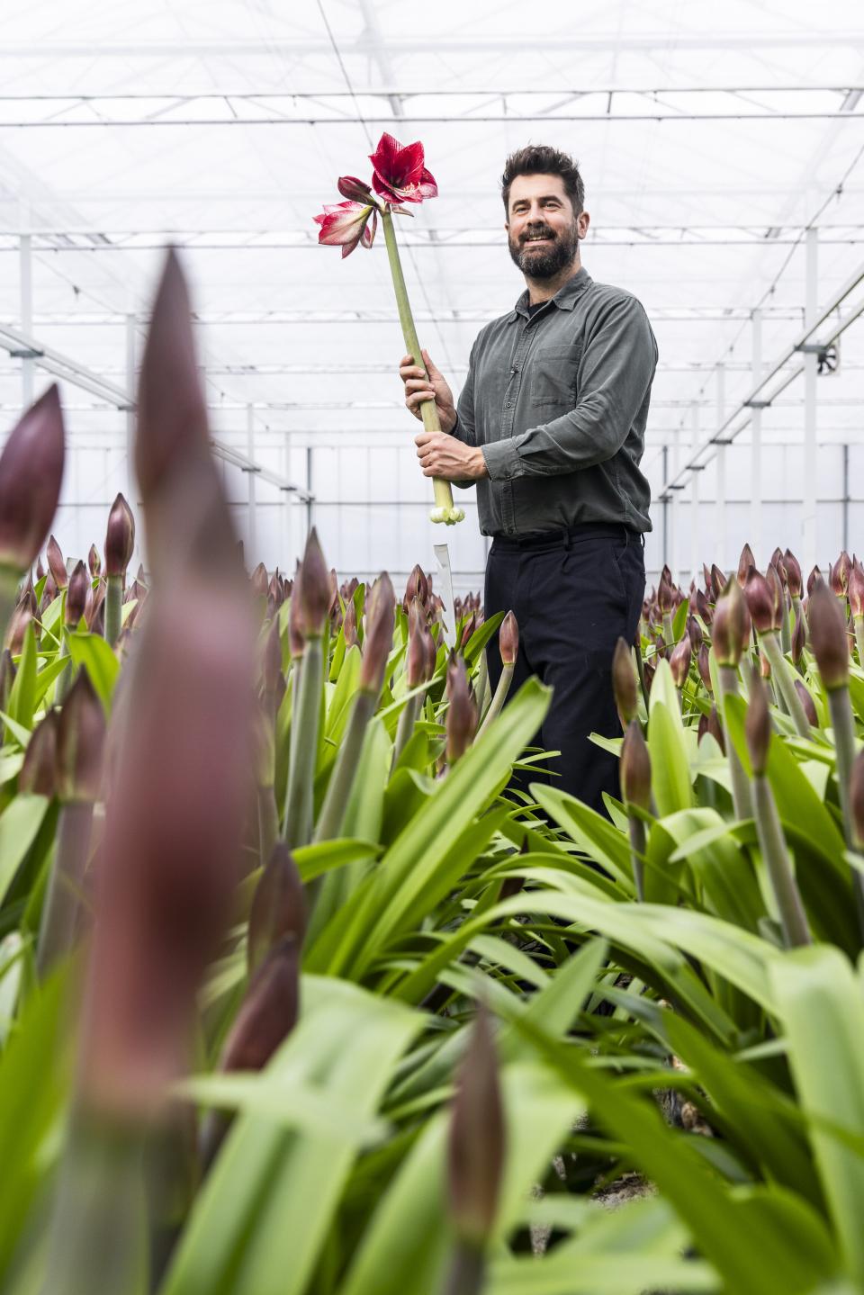 Mr Plant Geek Marrewijk Amaryllis