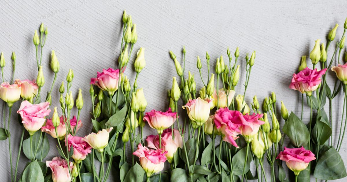 Lisianthus sale