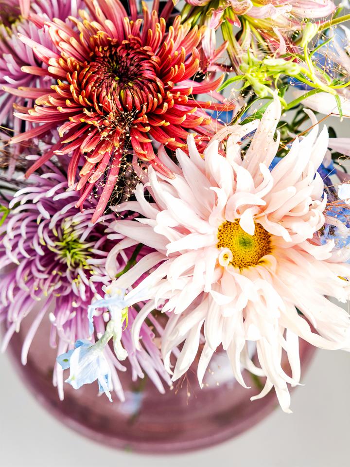 chrysant close-up