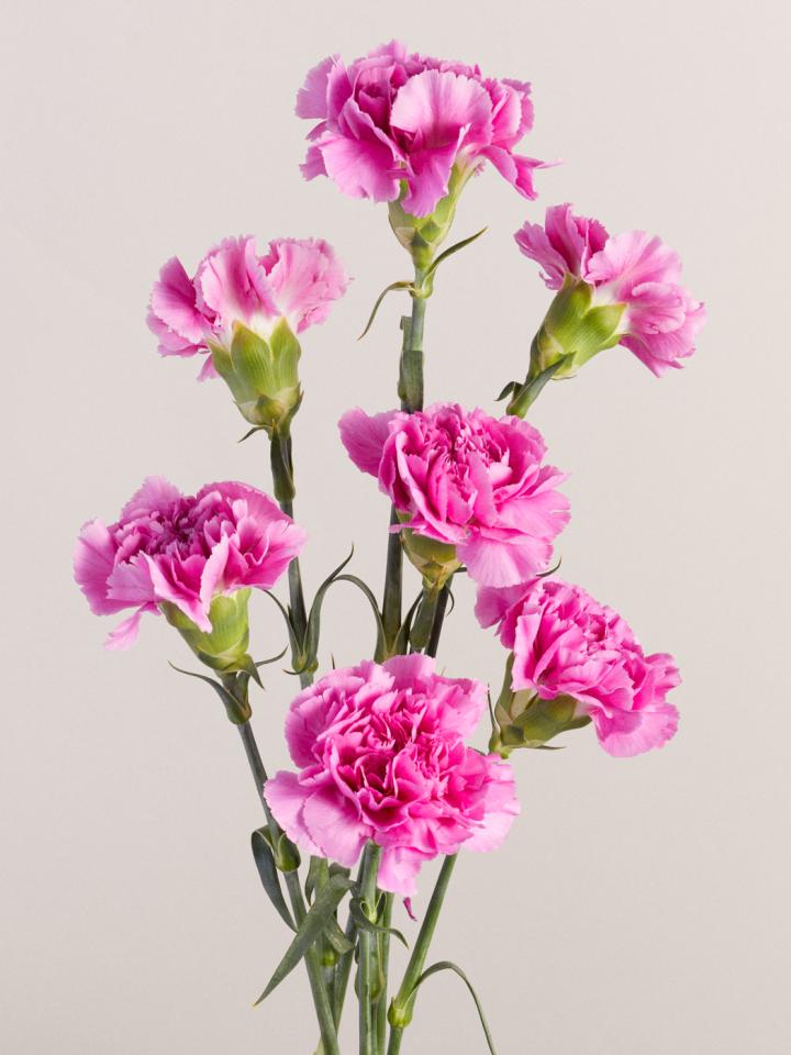 Here's Why Carnation Flowers are the Best for Weddings