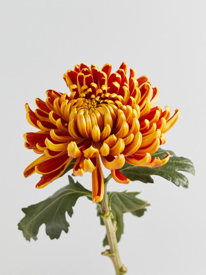 chrysant gouden bloem