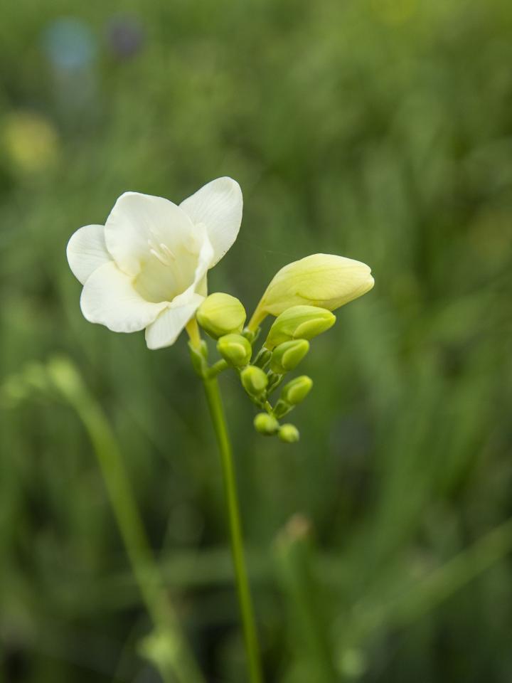 witte freesia | freesia akerboom