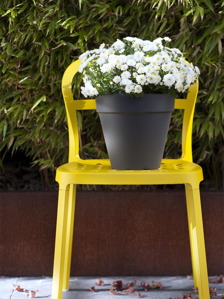 chrysant in pot