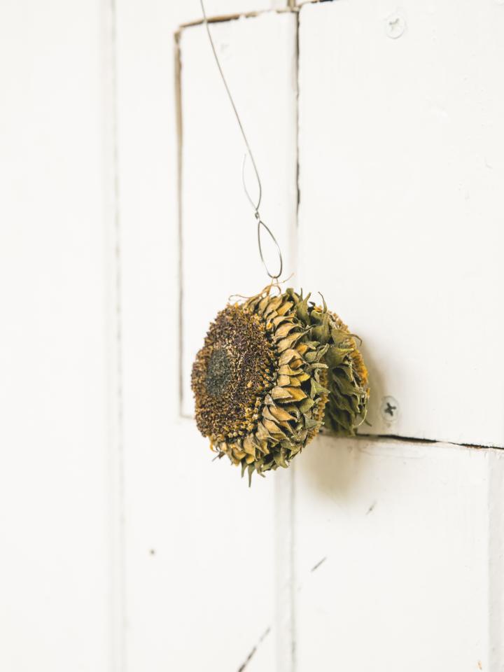 drying sunflower heads for birds