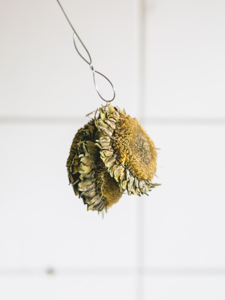 drying sunflowers for birds