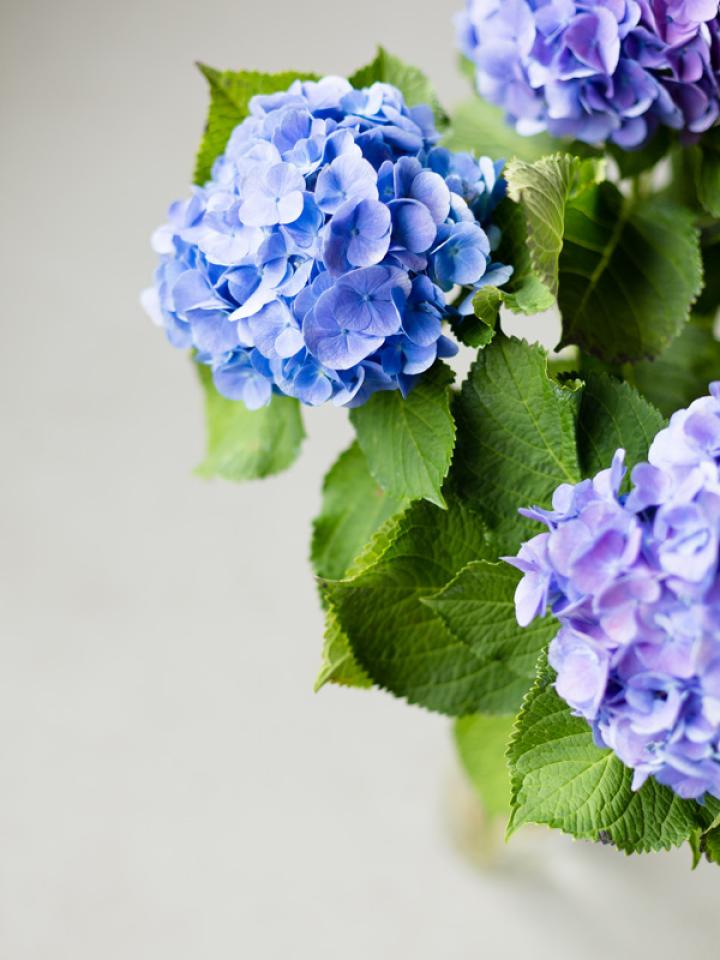 Hortensia flower on sale