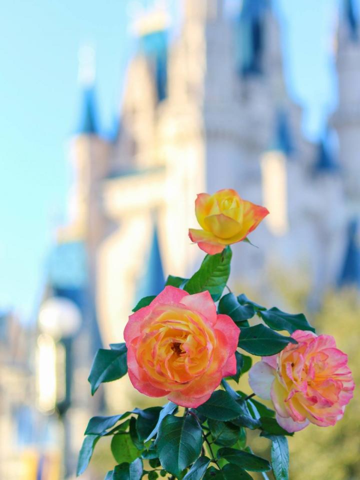 Disney Flowers