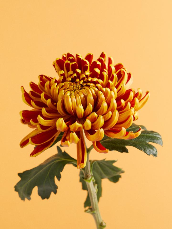 Chrysanthemum bouquet deals