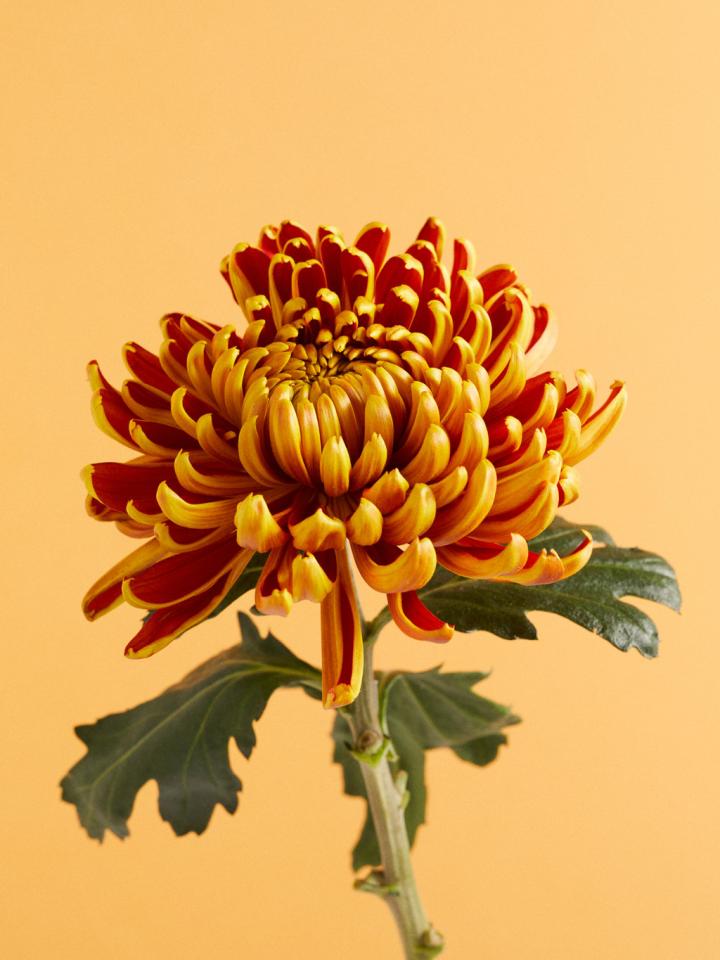 Chrysanthemum Spray Yellow and Red Colors