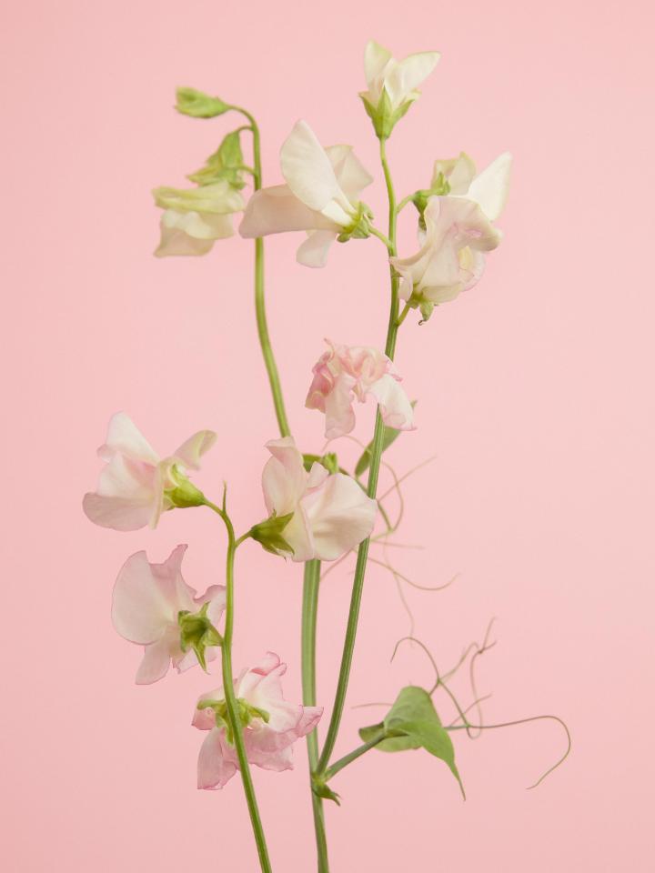 Sweet pea | Funny How Flowers Do That