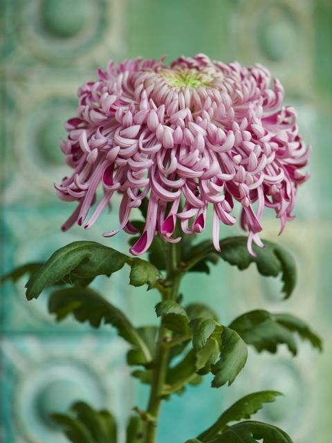 Chrysanthemum