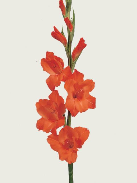 Gladiolus