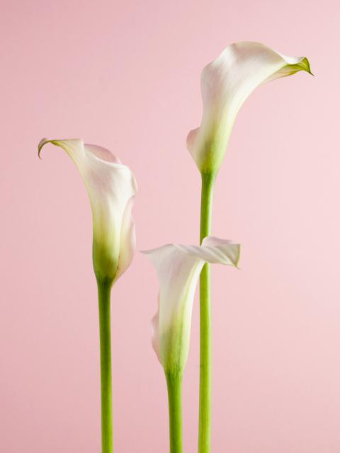 calla bloem rouwstuk | liggend rouwstuk bloem