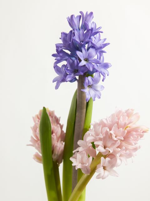 sping flowers with white background