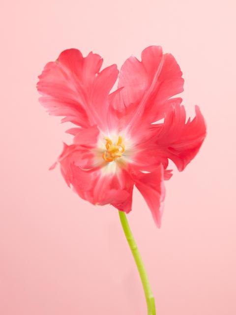 single spring flower